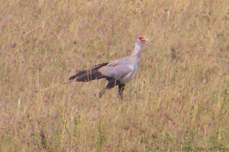 Serengeti National Park (158)