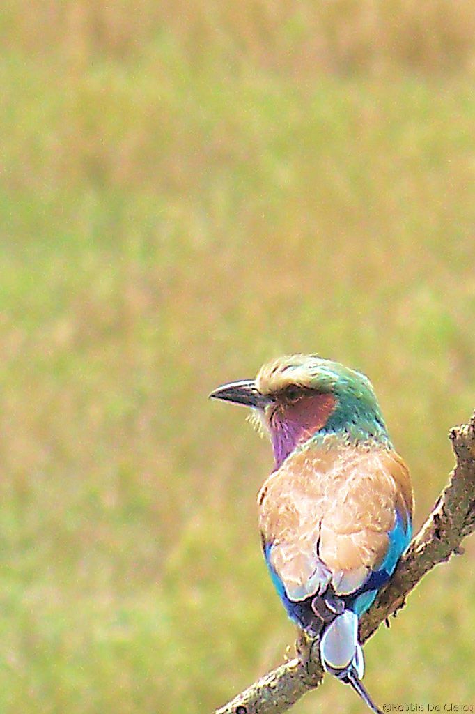 Serengeti National Park (160)