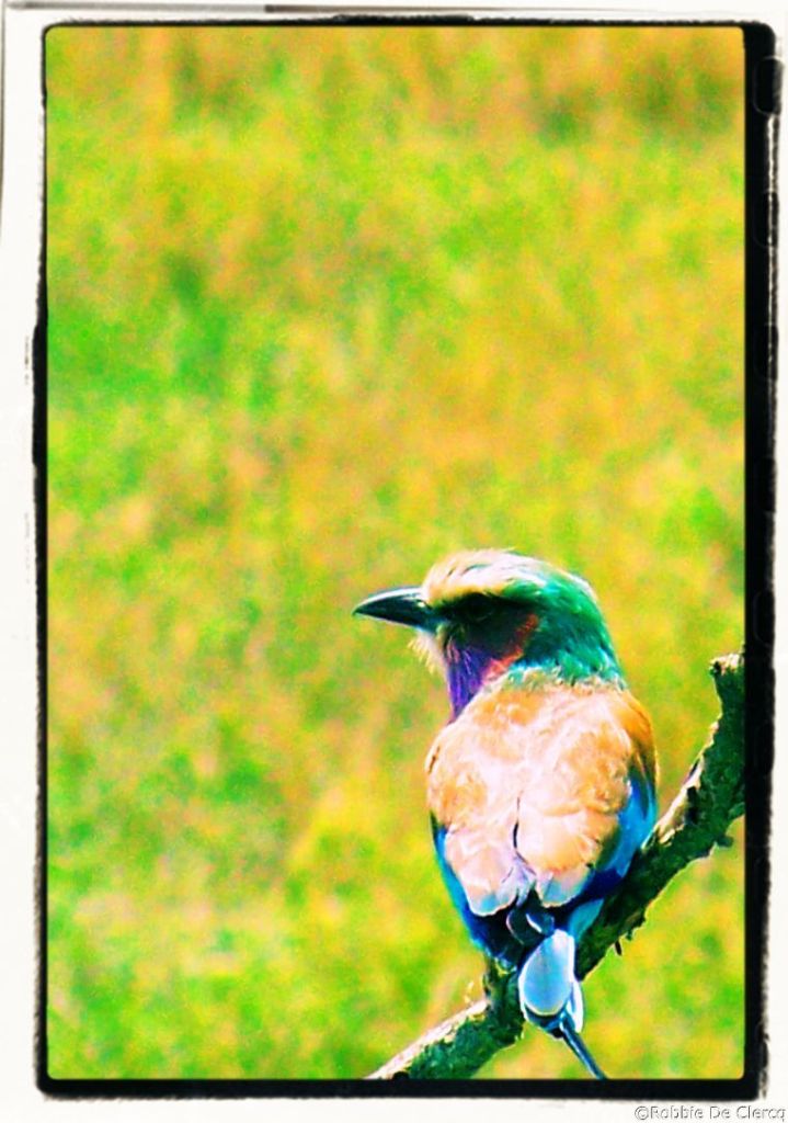 Serengeti National Park (161)