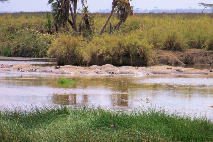 Serengeti National Park (162)