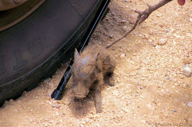 Serengeti National Park (163)