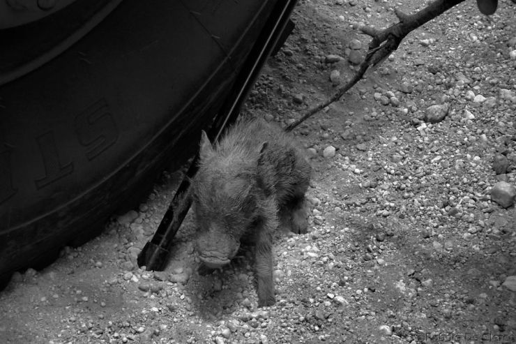 Serengeti National Park (164)