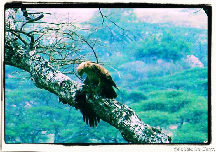 Serengeti National Park (166)