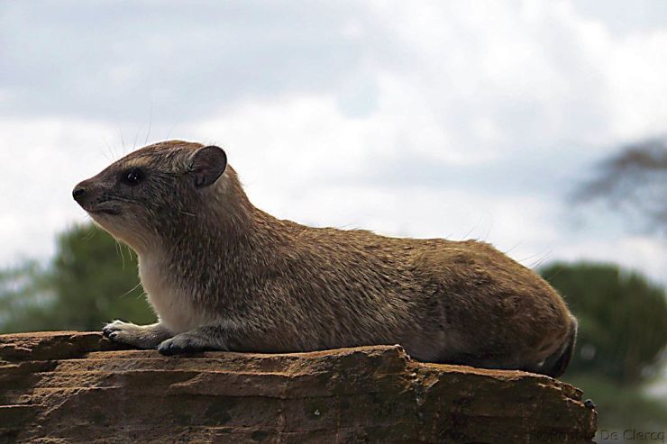 Serengeti National Park (168)