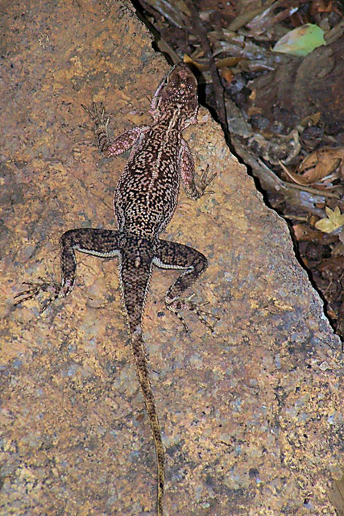 Serengeti National Park (169)