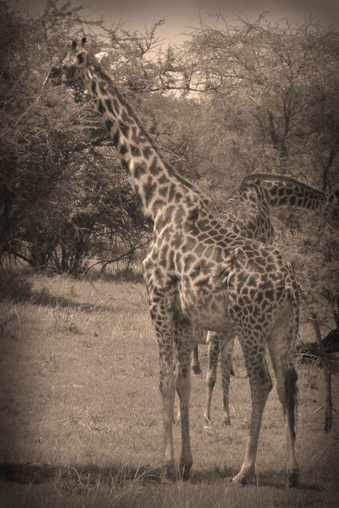 Serengeti National Park (17)