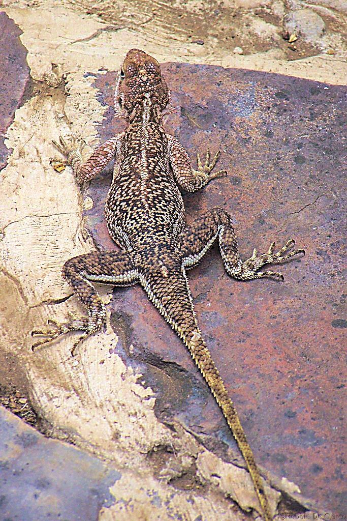 Serengeti National Park (170)