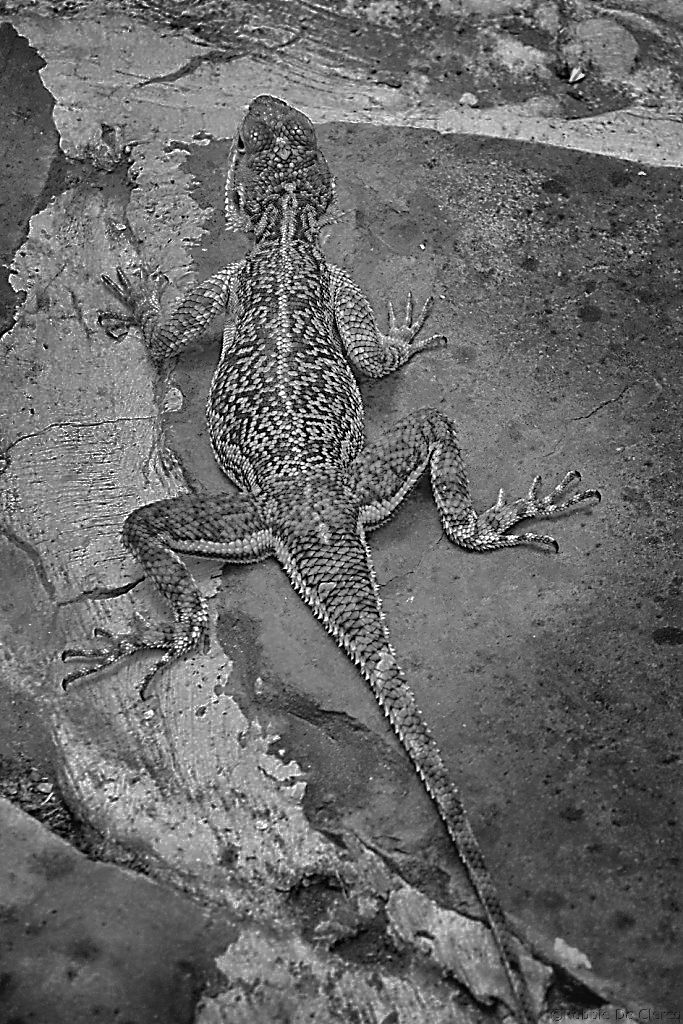 Serengeti National Park (171)