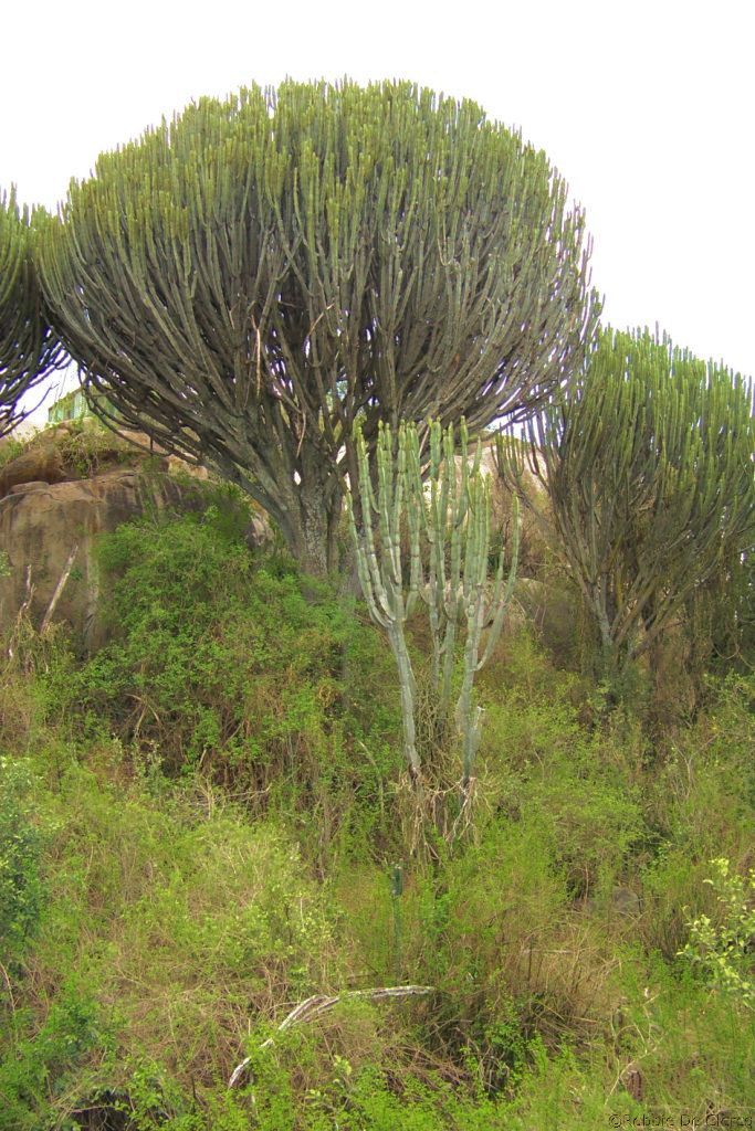 Serengeti National Park (172)