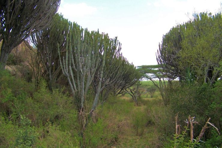 Serengeti National Park (173)