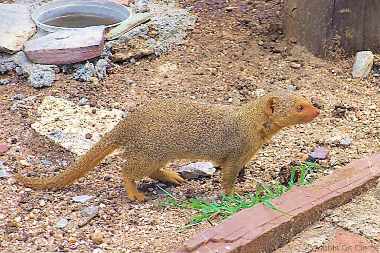 Serengeti National Park (174)