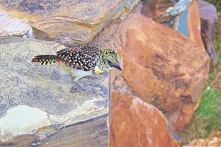 Serengeti National Park (175)