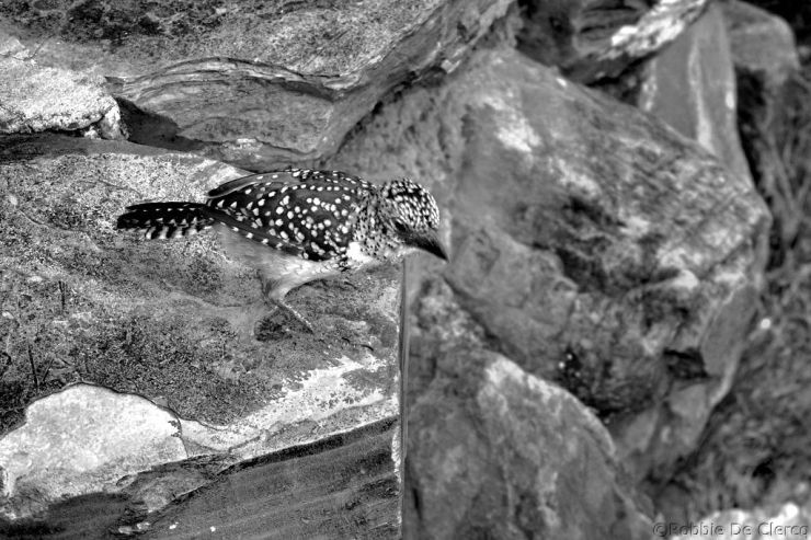 Serengeti National Park (176)