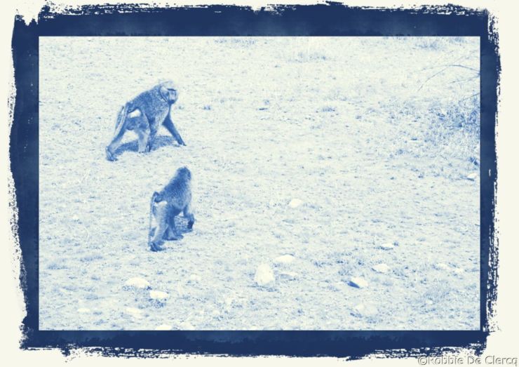 Serengeti National Park (178)