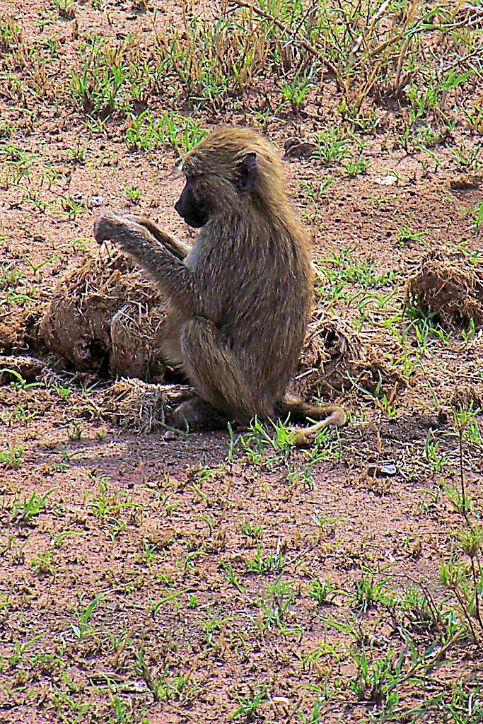 Serengeti National Park (179)