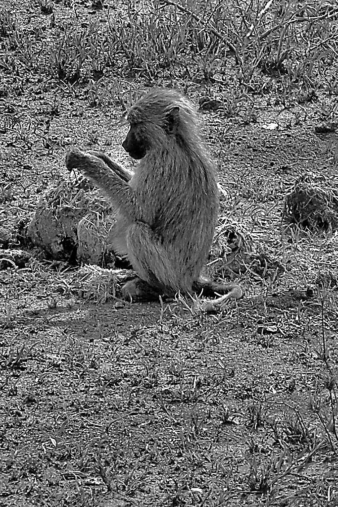 Serengeti National Park (180)