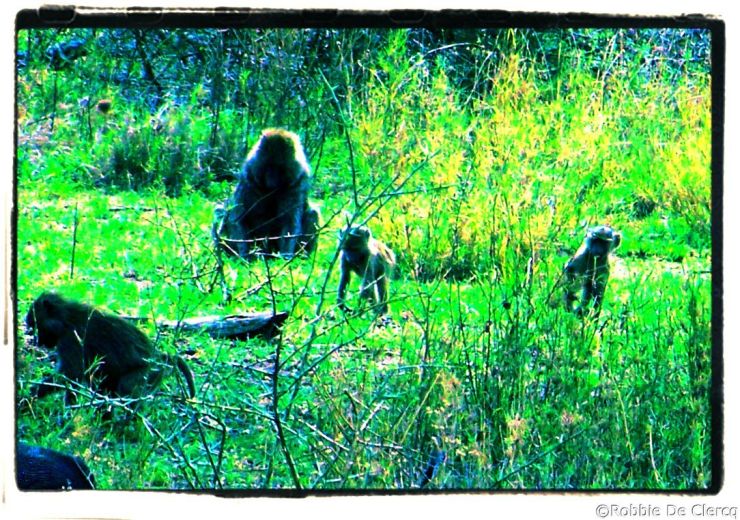 Serengeti National Park (181)