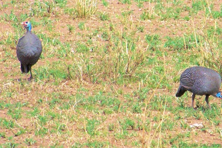 Serengeti National Park (183)
