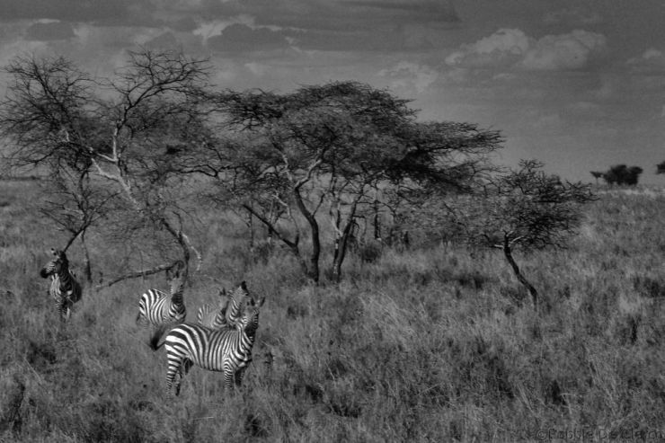 Serengeti National Park (184)