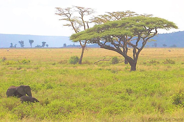 Serengeti National Park (185)