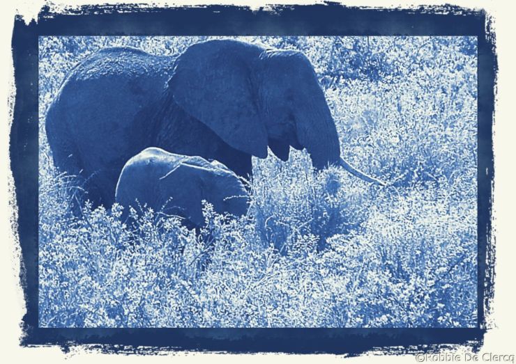 Serengeti National Park (186)