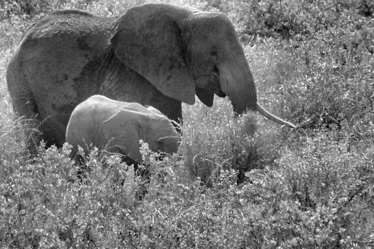 Serengeti National Park (187)