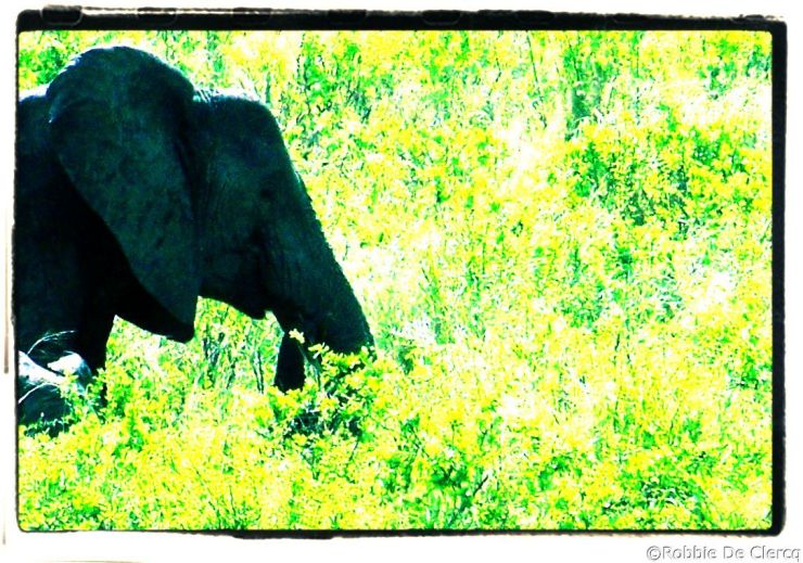 Serengeti National Park (188)