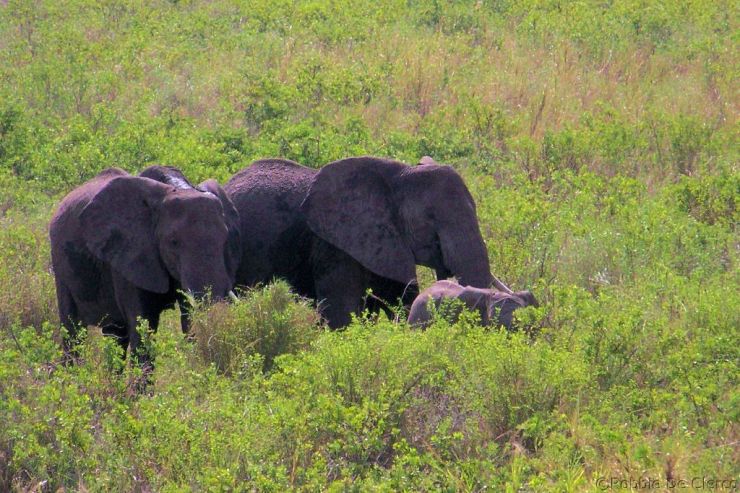 Serengeti National Park (189)
