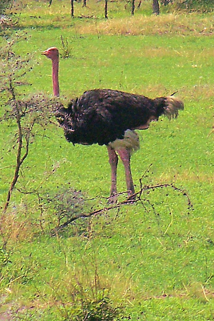 Serengeti National Park (19)