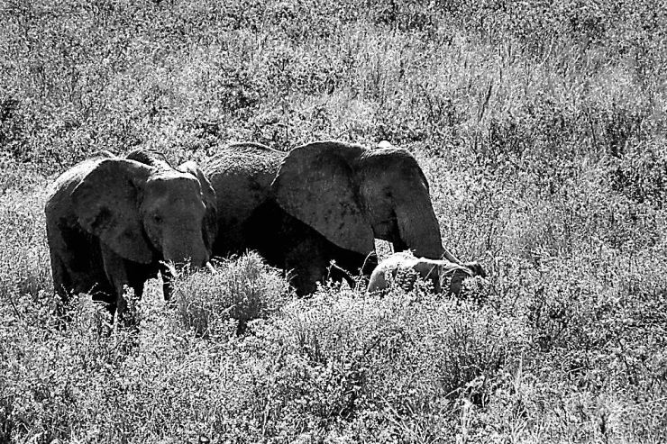 Serengeti National Park (190)