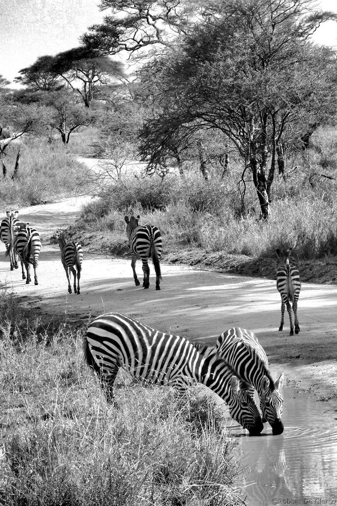 Serengeti National Park (192)
