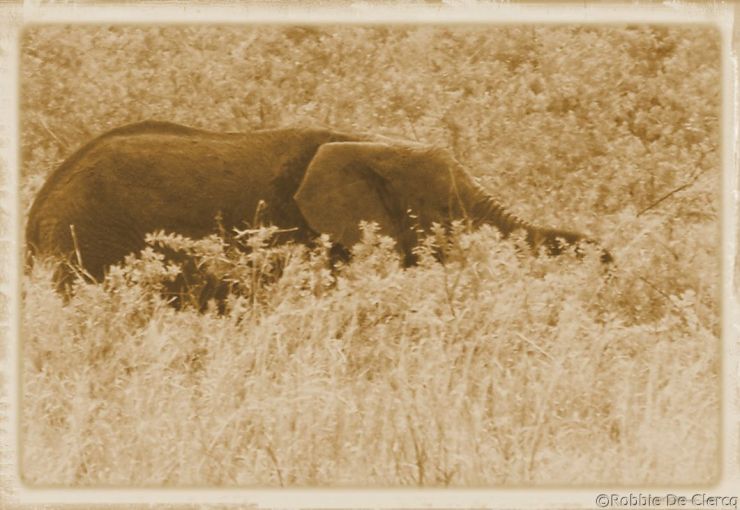 Serengeti National Park (193)