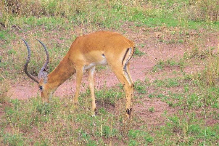 Serengeti National Park (194)