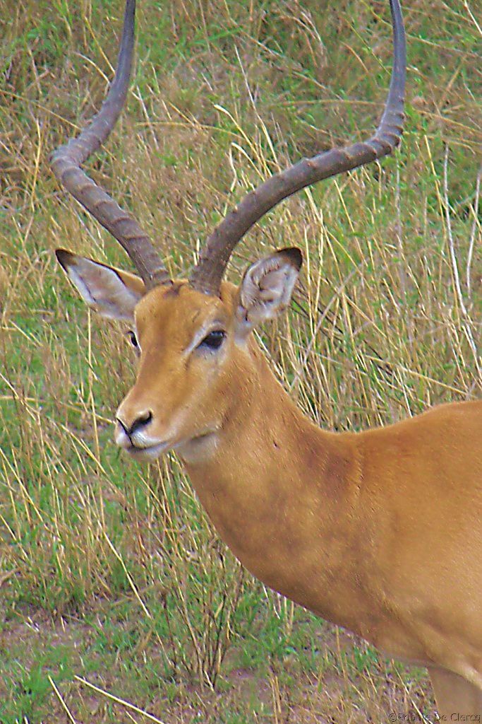 Serengeti National Park (195)