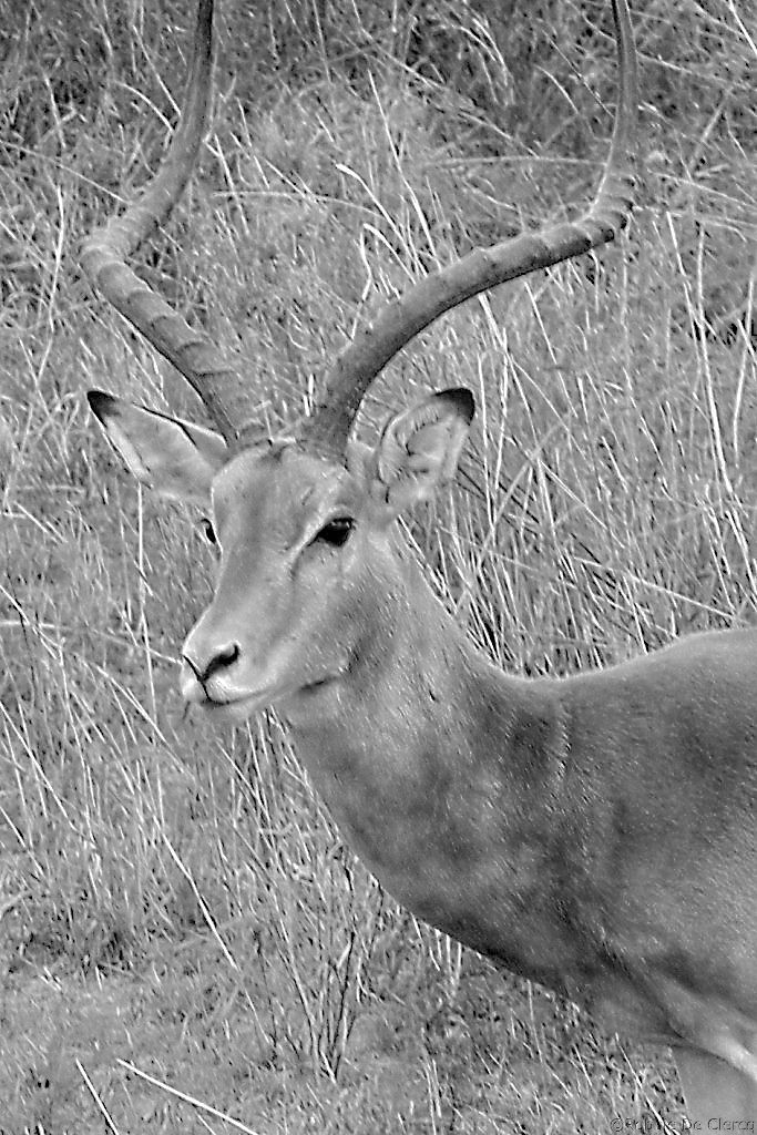 Serengeti National Park (196)