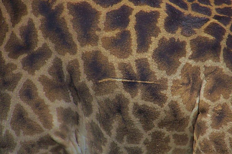 Serengeti National Park (197)