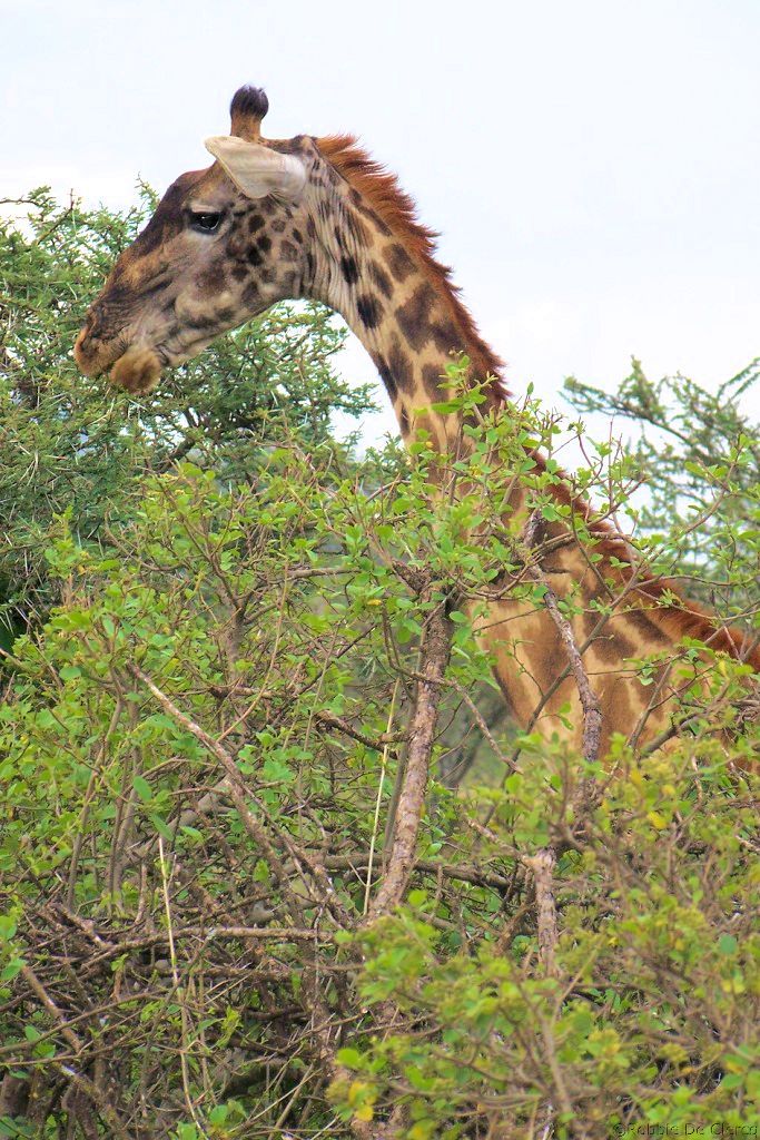 Serengeti National Park (198)