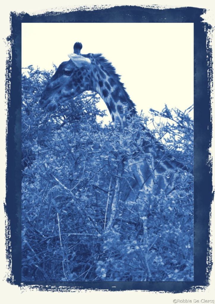 Serengeti National Park (199)