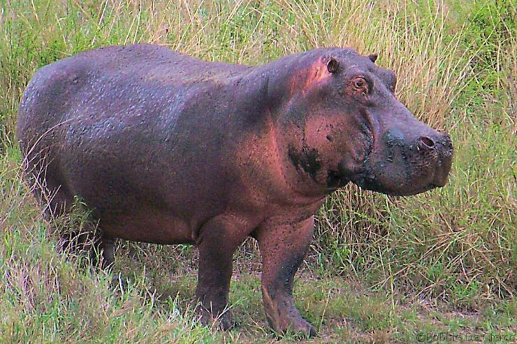 Serengeti National Park (201)