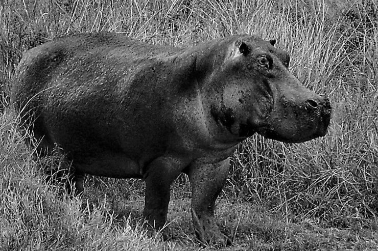 Serengeti National Park (202)