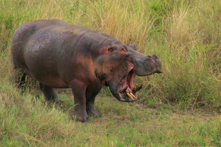 Serengeti National Park (203)
