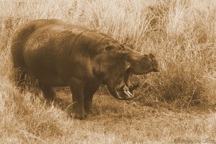 Serengeti National Park (207)