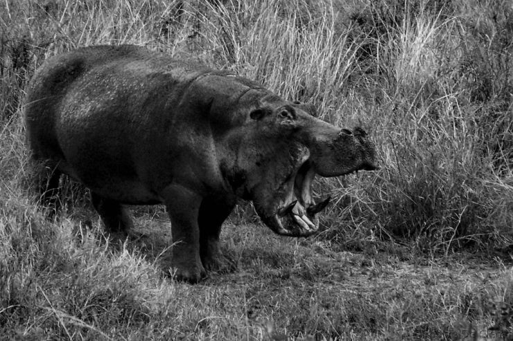 Serengeti National Park (208)