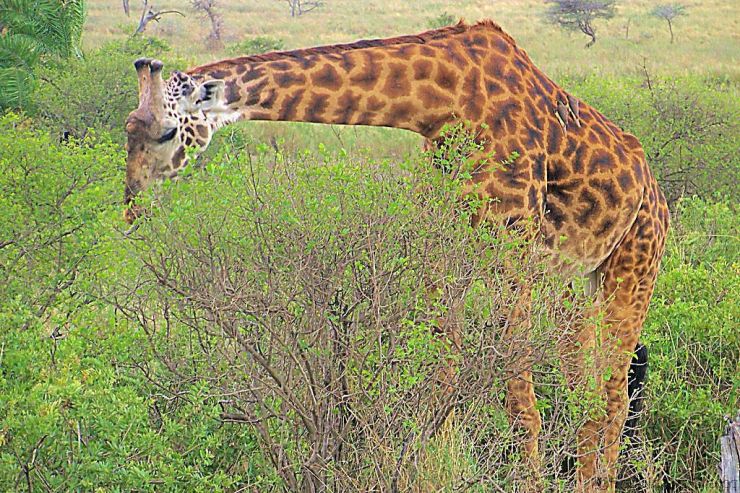 Serengeti National Park (209)