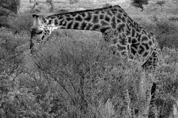 Serengeti National Park (210)