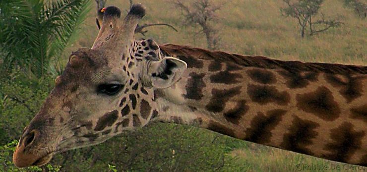 Serengeti National Park (211)