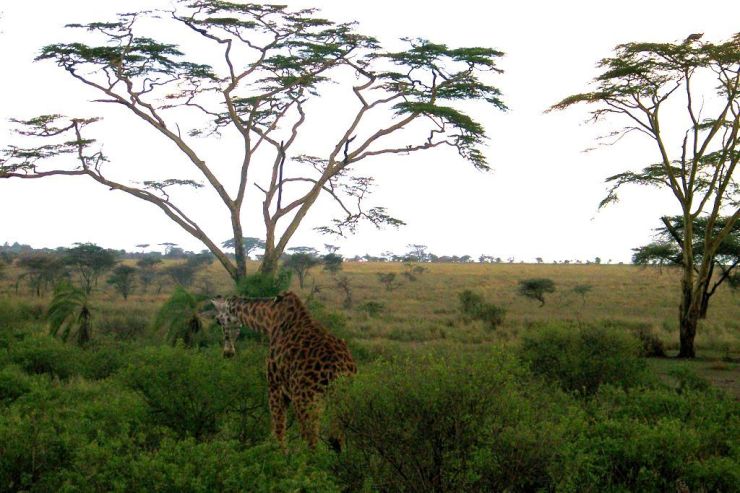 Serengeti National Park (212)