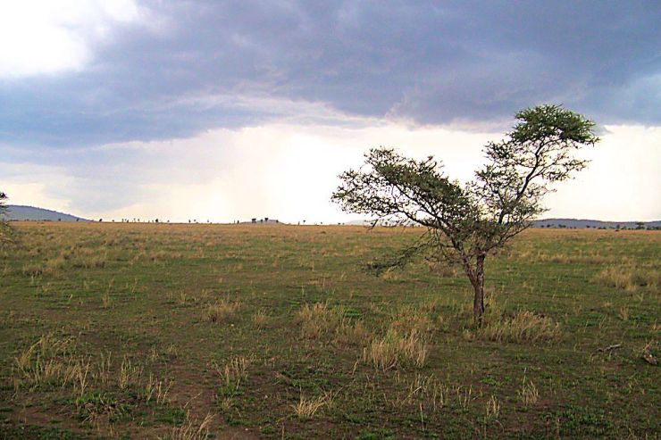 Serengeti National Park (213)