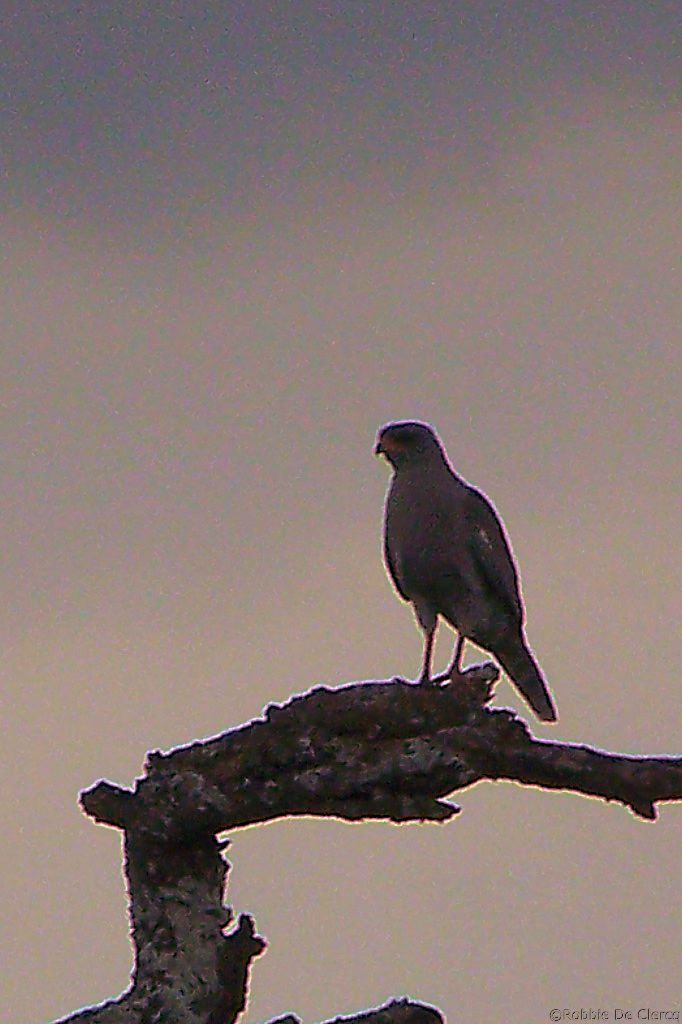 Serengeti National Park (215)
