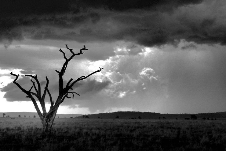 Serengeti National Park (217)